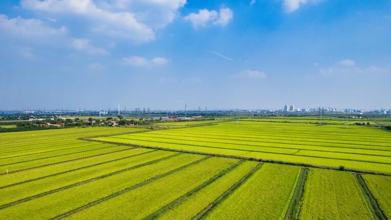 现代农业与生态农业：区别与案例解析