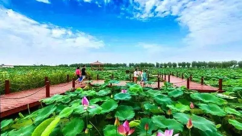 生态农业公司商业模式解析：盈利之道与未来趋势**