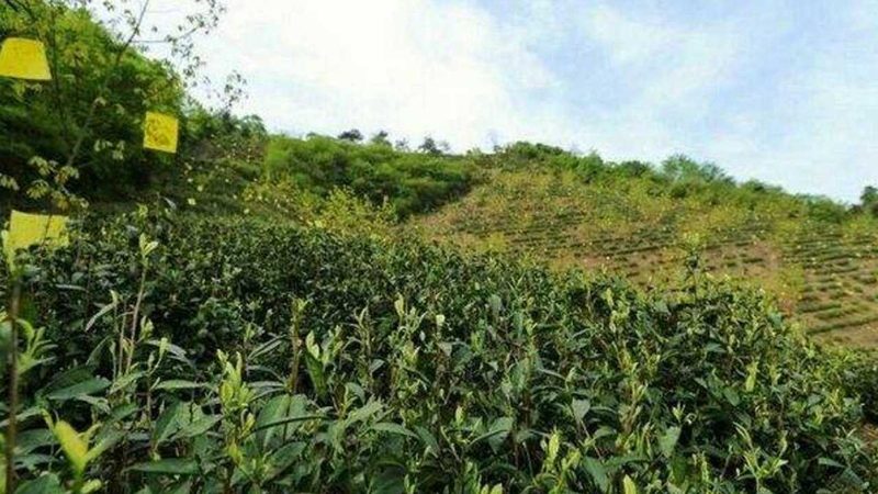 水果种植加盟代理：成功案例背后的关键因素**