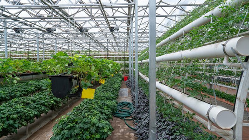 有机蔬菜与普通蔬菜：土质要求的差异解析